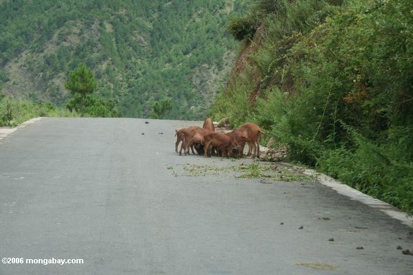 Schweine, die auf eine Straße in China tibetanisches