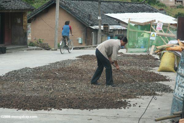 Женщина raking лекарственные корни в Китае