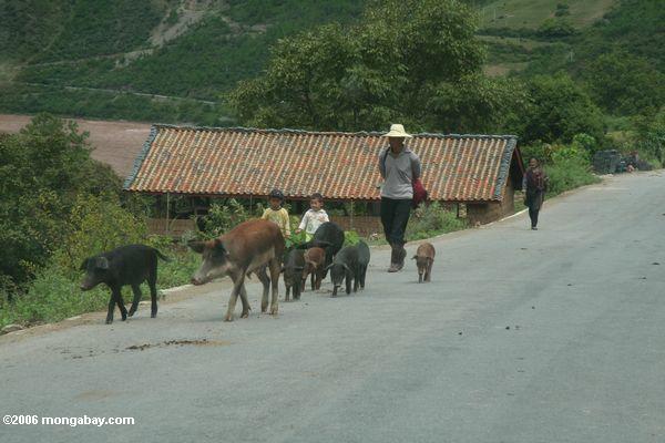 Отец ходить с детьми и свиней по дороге Юньнань