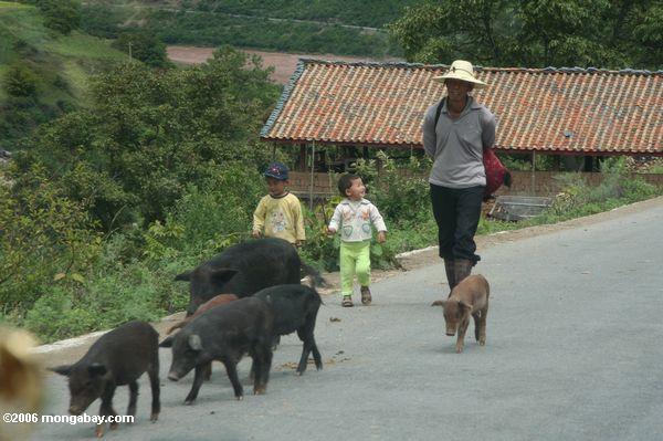 Отец ходить с детьми и свиней по дороге в долине реки Меконг