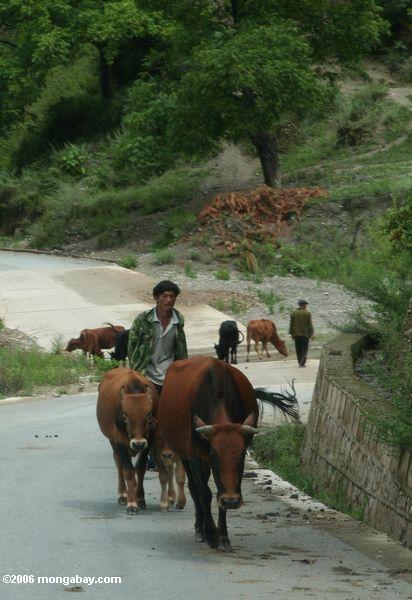 Naxi Mann, der Vieh auf einer Yunnan Straße tibetanisches