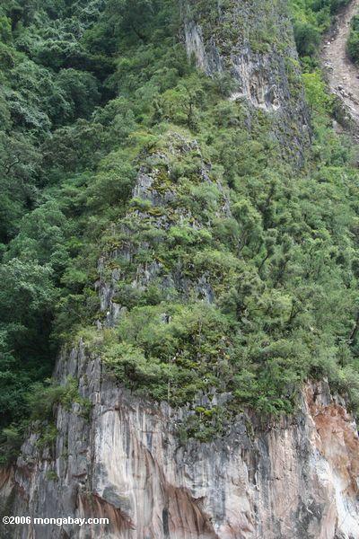 Vegetation, die auf einer grauen Kalksteinklippe über dem Mekong tibetanisches