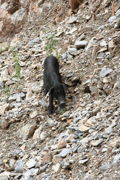 Junges Schwein in Yunnan