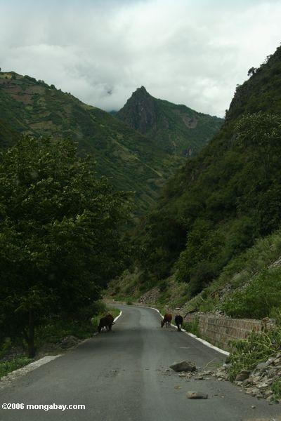 Yunnan Straße mit Vieh