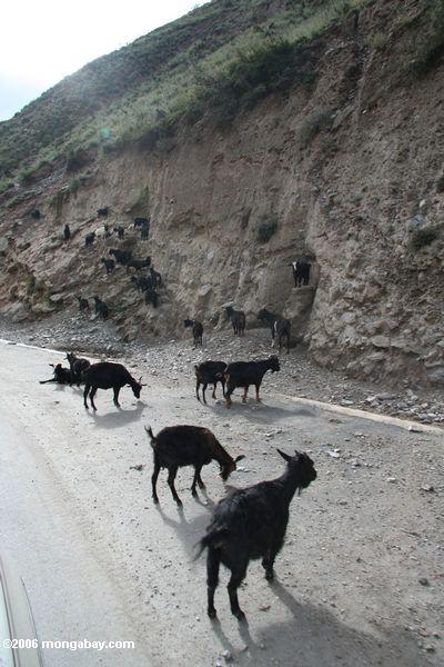 Viele Ziegen, die eine Landstraße in tibetanischem Yunnan tibetanisches