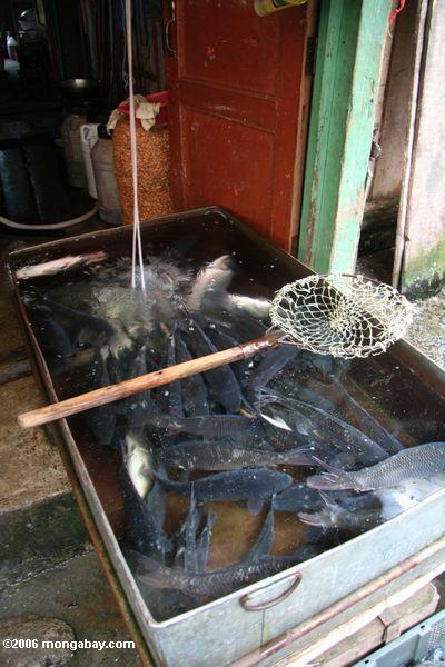 живой рыбы (карп) для продажи на рынке deqin