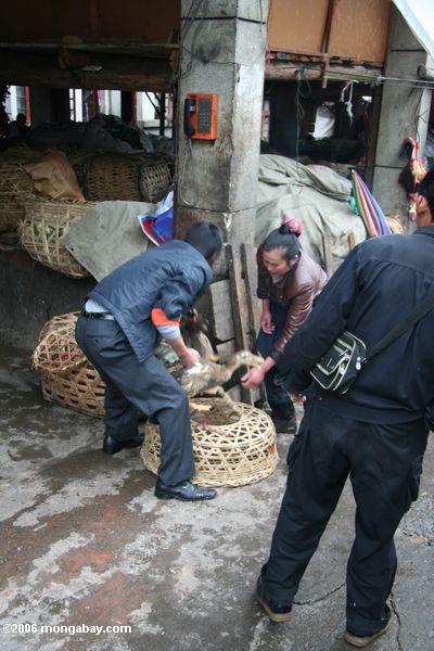 Kaufleute, die eine Phasengans in einen Korb tibetanisches