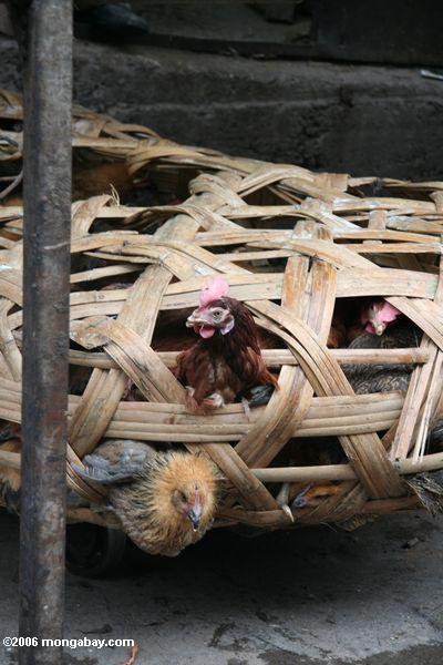 Lebende Hühner im Deqin Markt