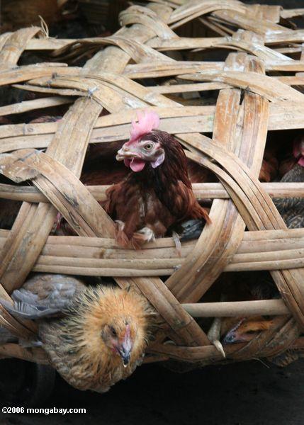 Lebende Hühner in einem chinesischen Markt