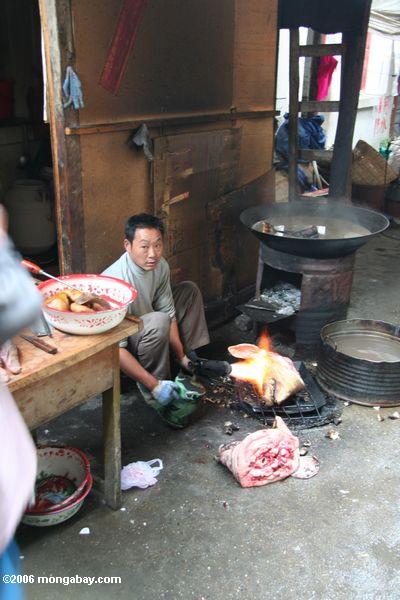 Das Abfeuern eines Kopfes eines Schweins für Sterilisation tibetanisches