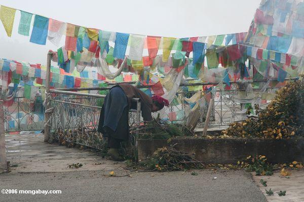 Frau, die über einer Schiene für die Blätter benutzt in den buddhistischen Opfern tibetanisches