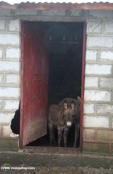 детское осла глядя через дверной проем в Туманный тибетской деревни в провинции Юньнань