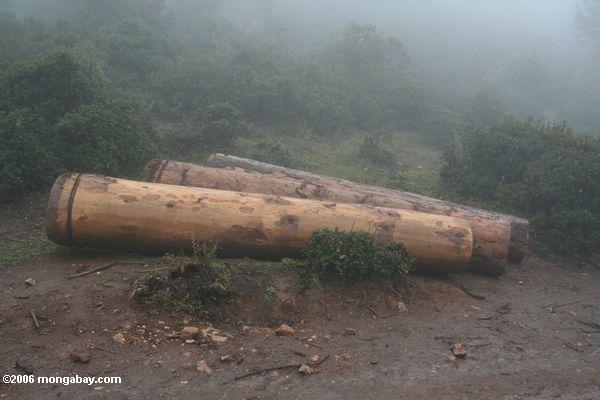 Bauholz schnitt von einem Wald nahe Shangri-La