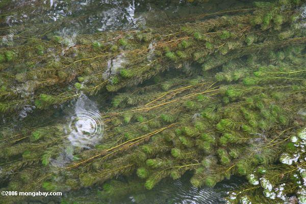 Das Wasserpflanzewachsen versenkte in einen Teich in China