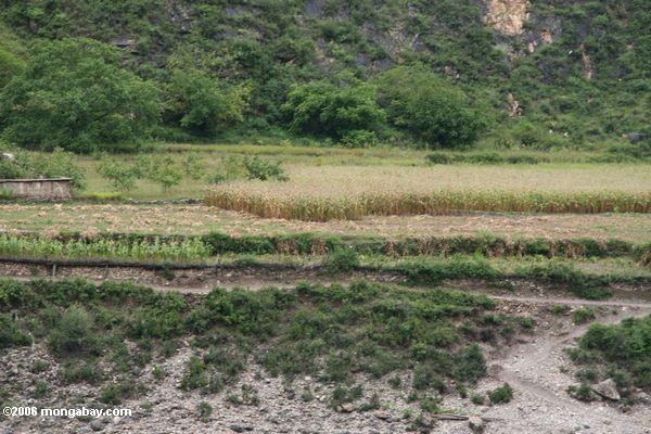 Mais fängt in Yunnan
