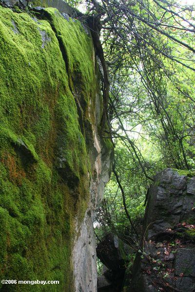 Moos bedeckte Felsen nahe einem Wasserfall in China
