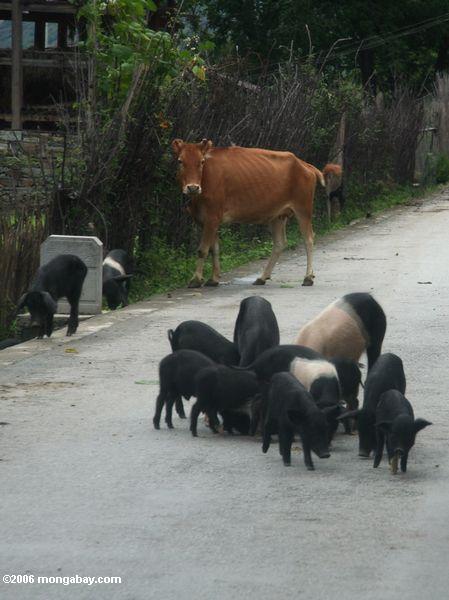 Pigfest in China