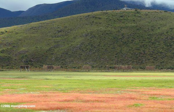 яркой красной и зеленой травы в тибетской пастбище