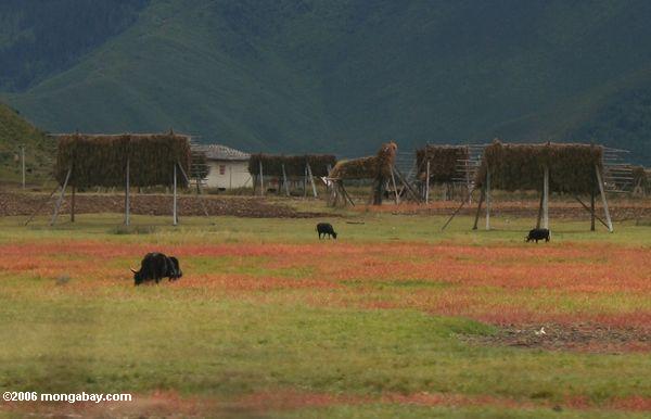 Vieh, das auf die roten und grünen Gräser tibetanisches