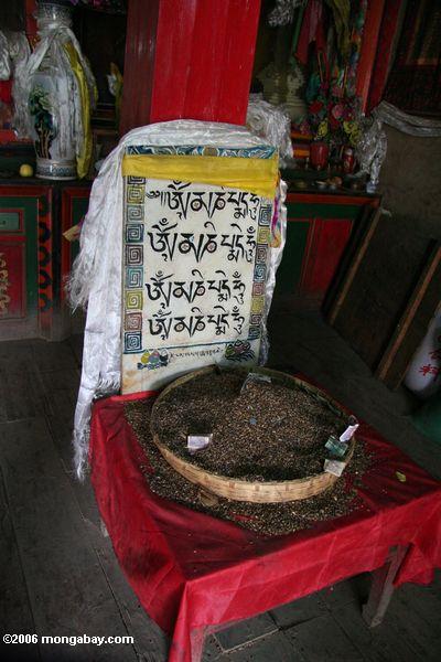 буддийских зерна предлагая в храме