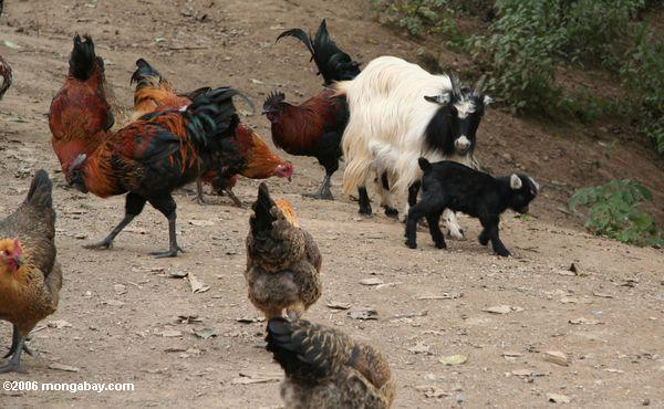запасных LFE Животные в тибетском монастыре