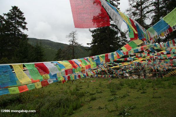 Bandeiras Buddhist tibetanas do prayer no monastery de Ringa