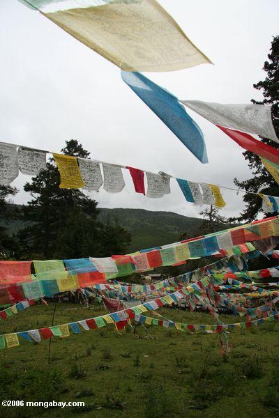 Tibetanische buddhistische Gebetmarkierungsfahnen an Da bao Silikon