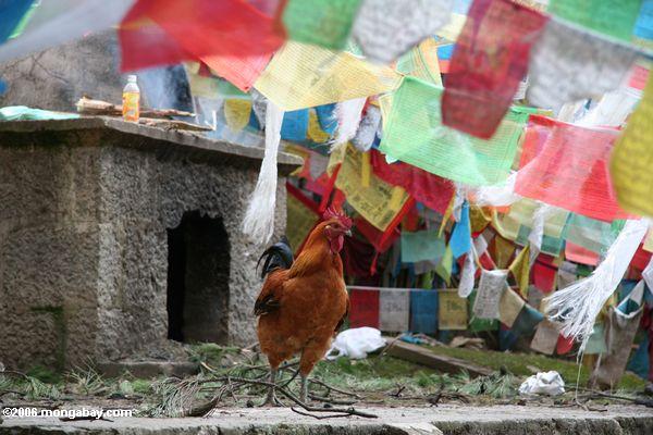 Huhn bei Ringa. Dieses ist ein „Ersparenleben“ Tier, eins, das vom Metzger und vom Satz frei am Monastery tibetanisches Yunnan