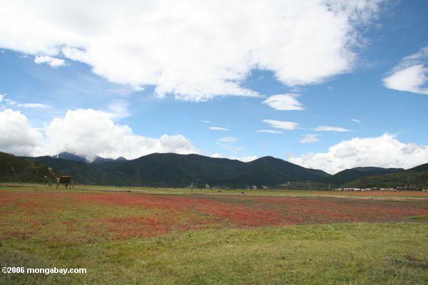 Rote Betriebe auf einer tibetanischen Weide