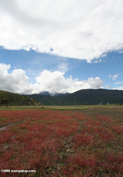 Rote Betriebe auf einer Weide in tibetanischem Yunnan