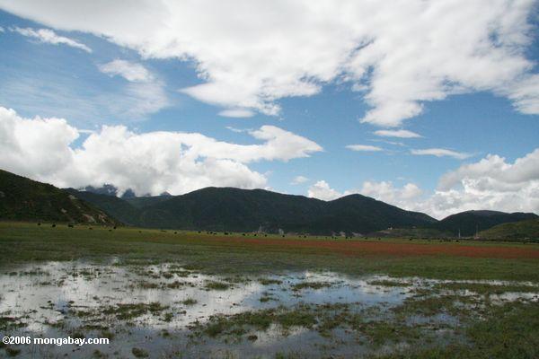затопленных лугов вблизи zhongdian