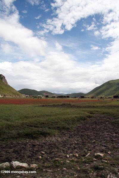 красный и зеленый тибетских пастбищ в деревню на расстоянии
