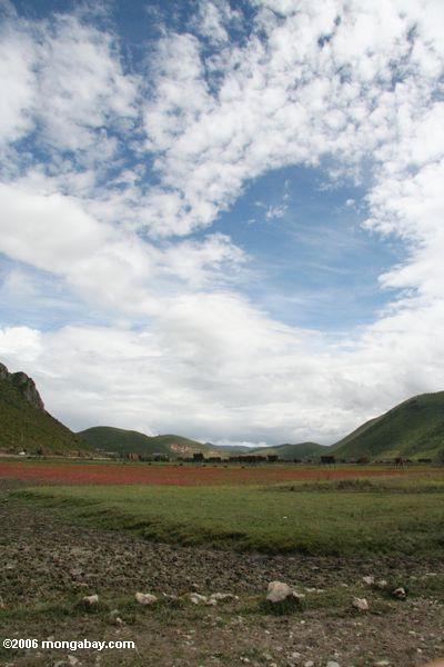 Rote und grüne Wiese mit Dorf im Abstand