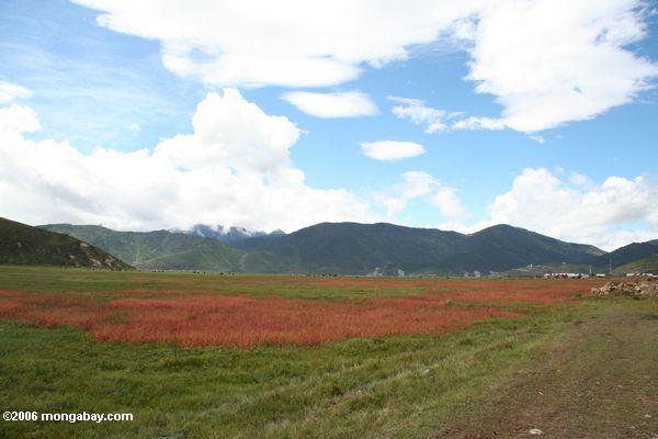 Rotes Gras über einer tibetanischen Weide