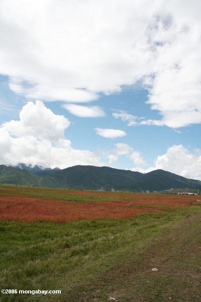 Rotes Gras über einem tibetanischen pastureland