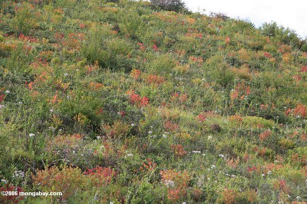 Тибетский wildflowers на склоне холма над шоссе