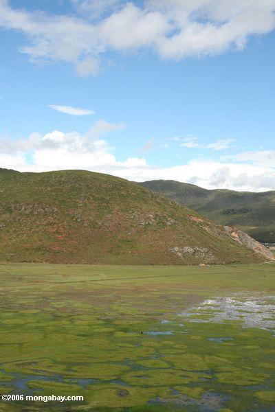Grassland inundado em Yunnan tibetano