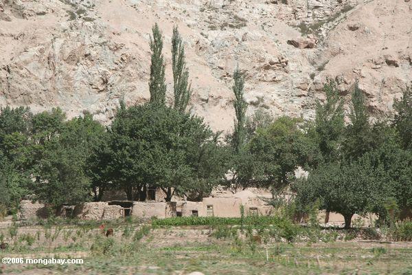 Таджикский деревне
