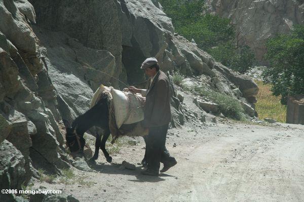 Homem de Tajik com asno