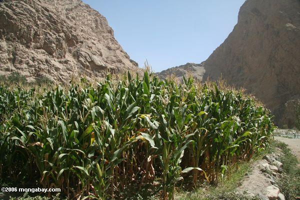 кукурузного поля в западной части Китая