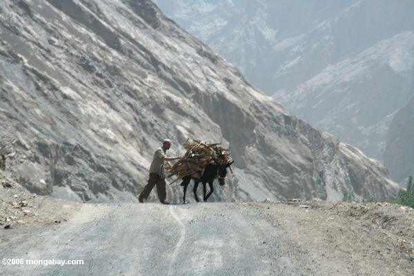 Die Kreuzung einer Straße mit einem Esel Xinjiang