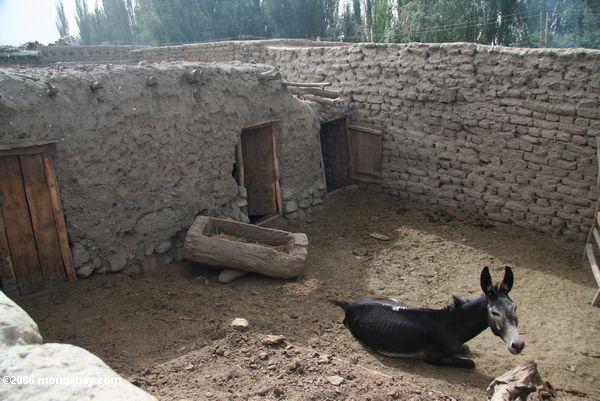 Esel in einer haltenen Feder im Dorf von Kusrap