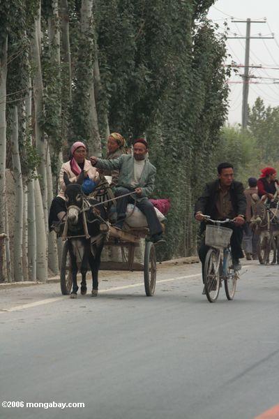 Uighurs, die eine Eselkarre auf der Xinjiang Landstraße Xinjiang