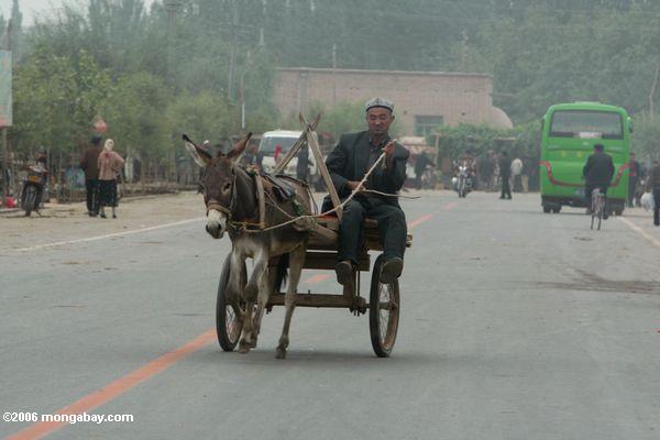 Уйгурский мужчина вождение осла корзину