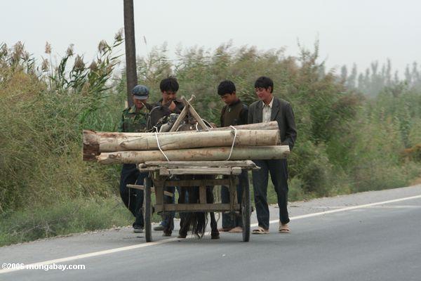 Uighurmänner, die Maschinenbordbücher an eine Eselkarre Xinjiang