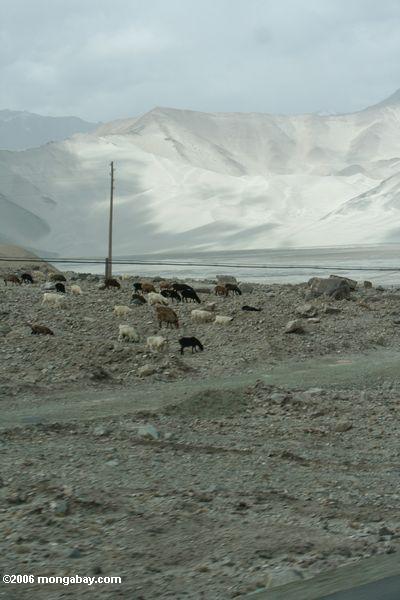 Ziegen, die vor Kumtagh Sandbergen in Westchina Xinjiang