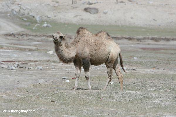 Kamel in Xinjiang