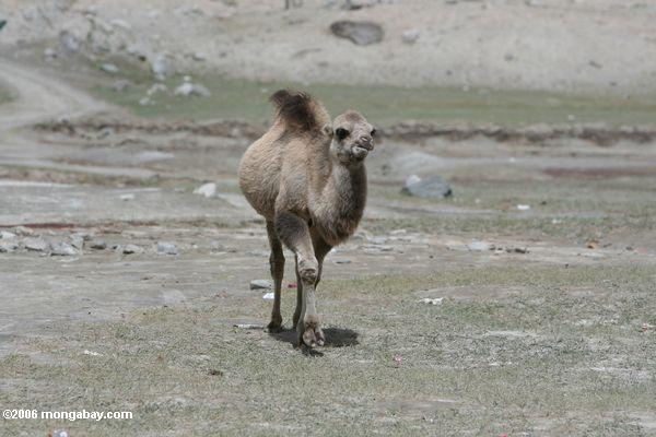 Näherndes Kamel in Xinjiang