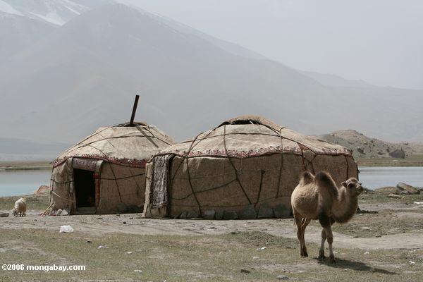 Kamel und yurts auf dem Ufer von See Karakol