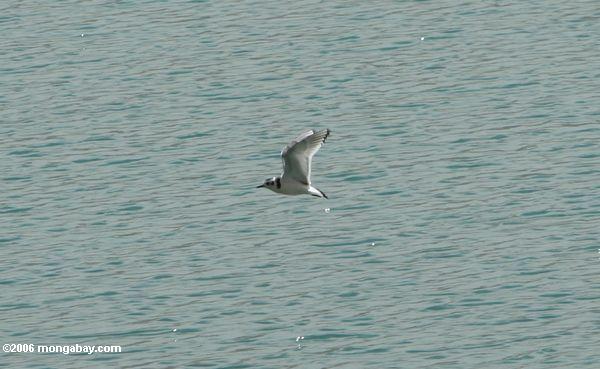 Vogel Flug im übersee Karakol
